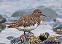 Arenaria melanocephala